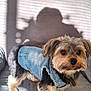 dog, denim_jacket, small_dog, indoor, quilted_surface, shadow, curious, pet, furry, brown_and_black, home_interior, lamp, wooden_door, picture_frame, couch, furniture, cozy, portrait, standing, animal