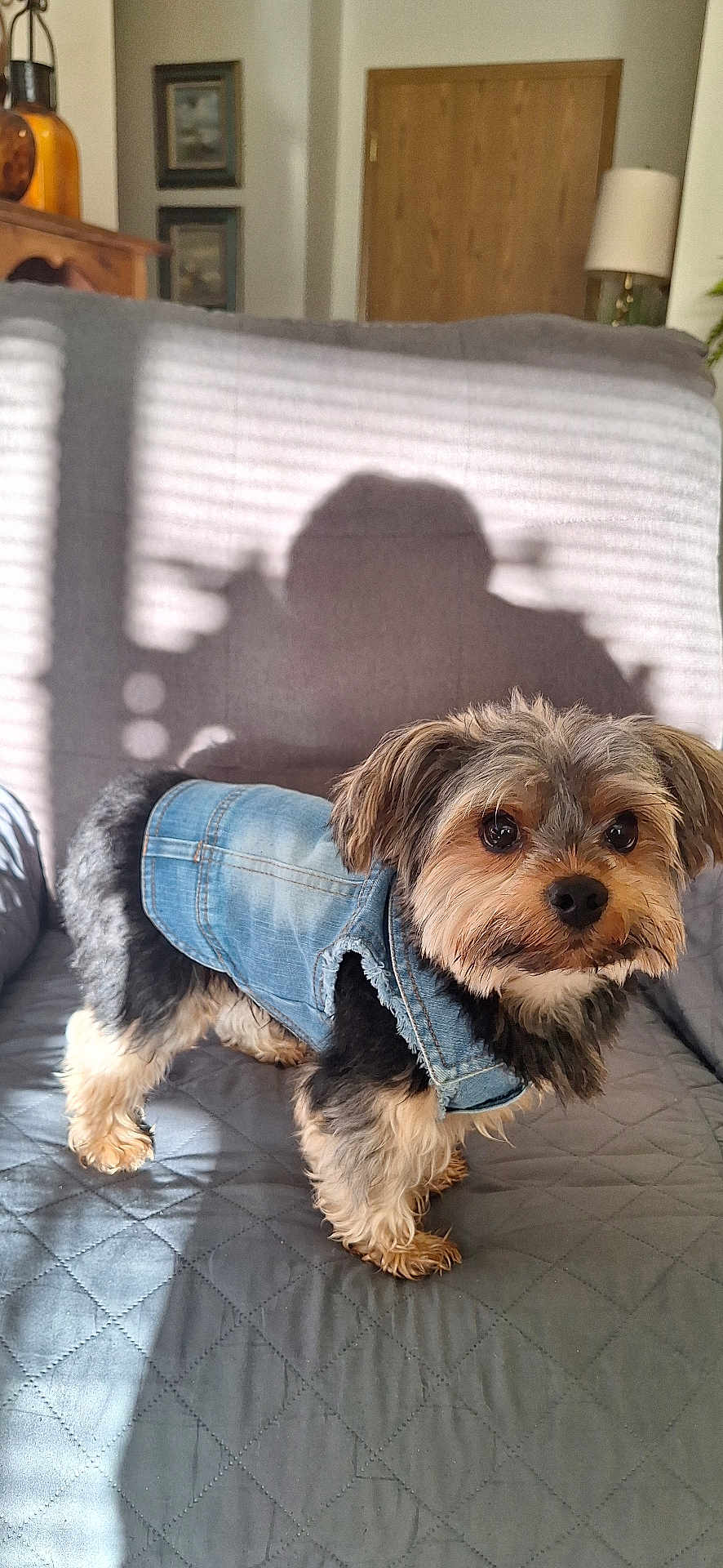 Walter joined the competition — help win amazing prizes! dog, denim_jacket, small_dog, indoor, quilted_surface, shadow, curious, pet, furry, brown_and_black, home_interior, lamp, wooden_door, picture_frame, couch, furniture, cozy, portrait, standing, animal