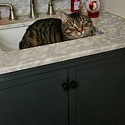 Manny is registered to the contest to win money with this photo: animal, bathroom, cabinet, cat, countertop, faucet, feline, funny, green_eyes, hand_soap, indoors, looking_at_camera, marble, pet, portrait, sink, sitting, soap_dispenser, striped_fur, tabby