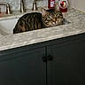 animal, bathroom, cabinet, cat, countertop, faucet, feline, funny, green_eyes, hand_soap, indoors, looking_at_camera, marble, pet, portrait, sink, sitting, soap_dispenser, striped_fur, tabby