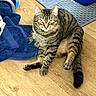 Manny joined the competition — help win amazing prizes! animal, blue_towel, cat, ears, feline, green_eyes, household, indoors, paws, pet, photography, portrait, rubber_mat, sitting, storage_container, striped_fur, tabby, tail, whiskers, wood_floor