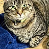 Manny is registered to the contest to win money with this photo: animal, bell, blue_towel, cat, close_up, collar, cute, feline, fur, green_eyes, indoors, lying_down, pet, portrait, sharp_focus, sitting, striped_fur, tabby_cat, whiskers, wooden_floor