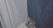 Manny joined the competition — help win amazing prizes! animal, candid, cat, cozy, curtain, ears, eyes, face, hidden, home, indoor, peeking, pet, portrait, striped_fur, tabby_cat, watchful, whiskers, window, windowsill