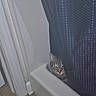 animal, candid, cat, cozy, curtain, ears, eyes, face, hidden, home, indoor, peeking, pet, portrait, striped_fur, tabby_cat, watchful, whiskers, window, windowsill
