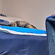 Manny is registered to the contest to win money with this photo: animal, bed, blue, cat, comfort, cozy, cushion, feline, fur, home, indoor, nap, pet, pillow, relaxed, resting, sleeping, soft, striped, tabby
