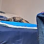 animal, bed, blue, cat, comfort, cozy, cushion, feline, fur, home, indoor, nap, pet, pillow, relaxed, resting, sleeping, soft, striped, tabby
