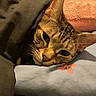cat, tabby, blanket, pillow, flower_pattern, bed, resting, cozy, sleepy, indoor, feline, cute, pet, domestic_animal, fur, whiskers, ear, comfort, soft, relaxed
