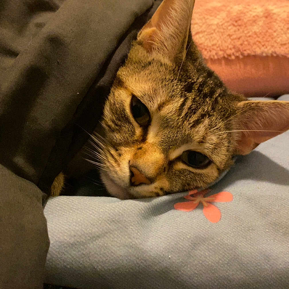 Moana joined the competition — help win amazing prizes! cat, tabby, blanket, pillow, flower_pattern, bed, resting, cozy, sleepy, indoor, feline, cute, pet, domestic_animal, fur, whiskers, ear, comfort, soft, relaxed