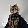 Loki is registered to the contest to win money with this photo: cat, tabby_cat, fluffy, pet, animal, feline, whiskers, paws, fur, indoor, ceiling, light_fixture, curious, looking_down, close_up, portrait, domestic_cat, brown, black, striped