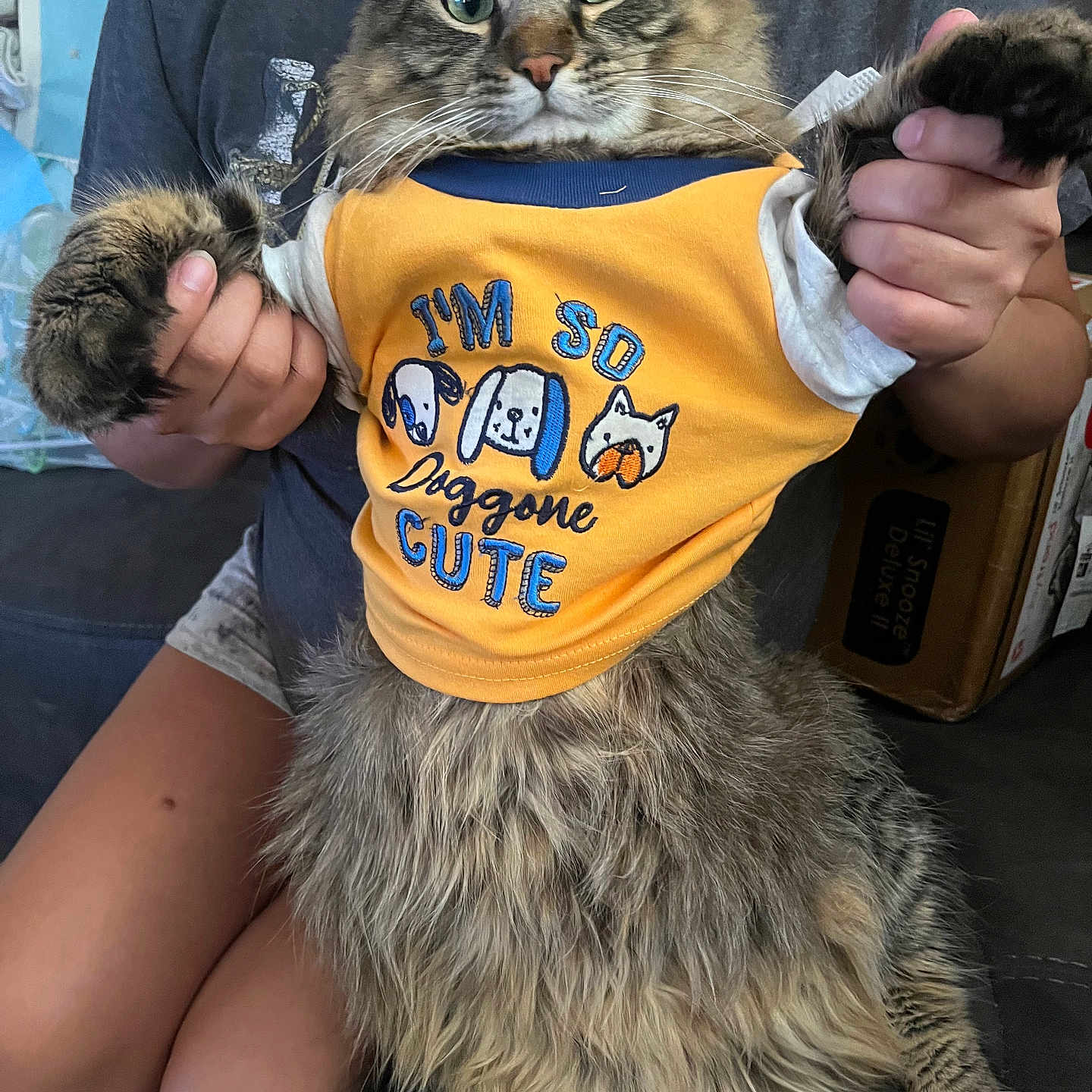 Loki is registered to the contest to win money with this photo: cat, tabby_cat, pet, animal, fur, clothing, shirt, person, hands, indoor, couch, seated, cute, funny, expression, holding, text, yellow_shirt, domestic_animal, closeup