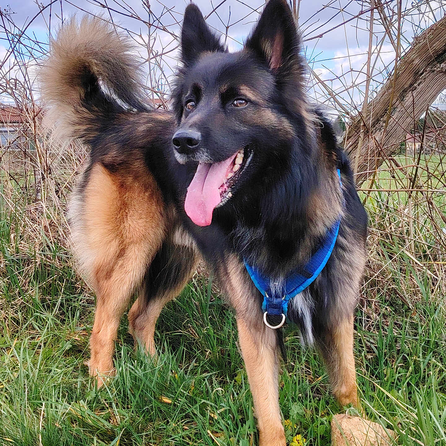 Bosko participe au concours pour gagner de l'argent avec cette photo : alert, animal, black_and_tan, branch, canine, dog, ears_up, field, fur, grass, happy, harness, muzzle, nature, outdoor, pet, sky, tail, tongue_out, tree