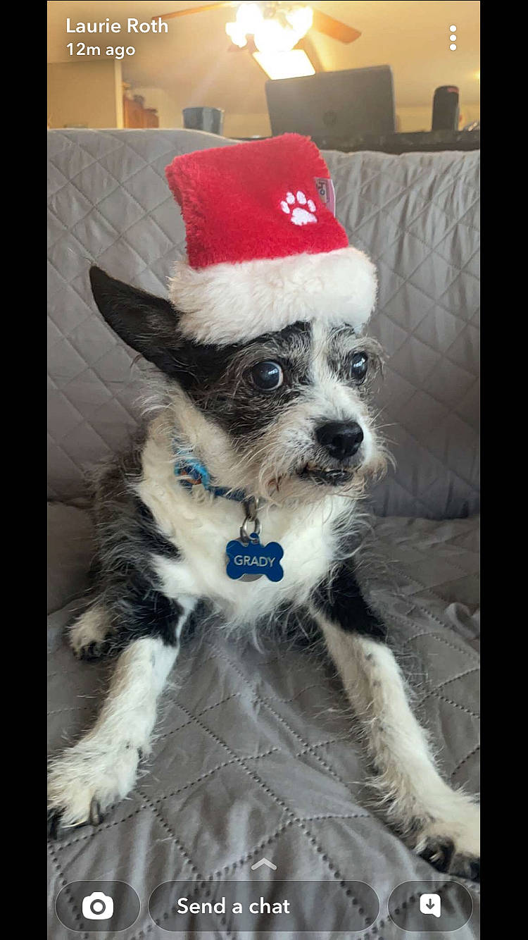 Grady joined the competition — help win amazing prizes! canidae, carnivore, christmas_ornament, collar, companion_dog, costume_hat, dog, dog_breed, dog_clothes, dog_collar, dog_supply, fashion_accessory, fawn, party_hat, santa_claus, snout, sporting_group, toy_dog, whiskers, working_animal