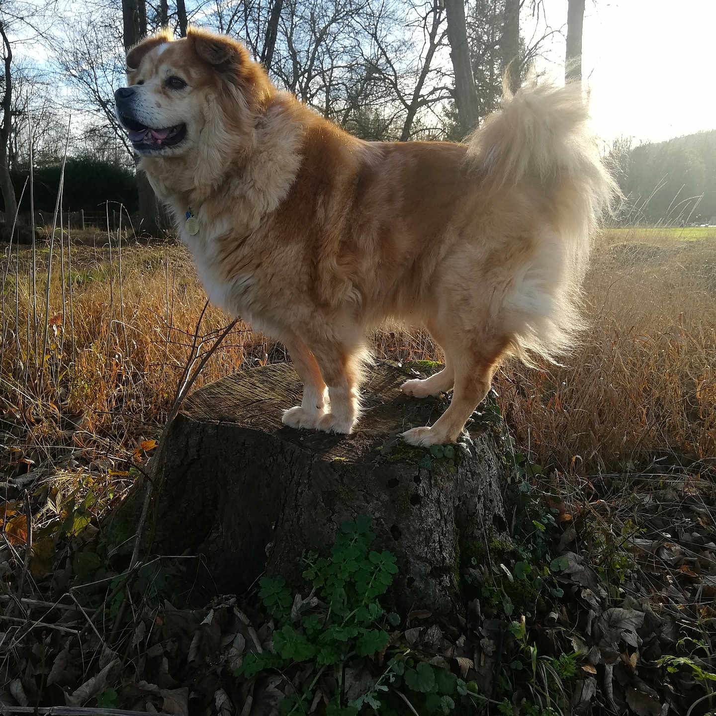 Moonlight a rejoint le concours — aidez-le/la à gagner de superbes lots ! animal, brown, canine, daylight, dog, fluffy, forest, fur, grass, happy, landscape, leaf_litter, nature, outdoor, pet, standing, sunlight, tree_stump, trees, wood