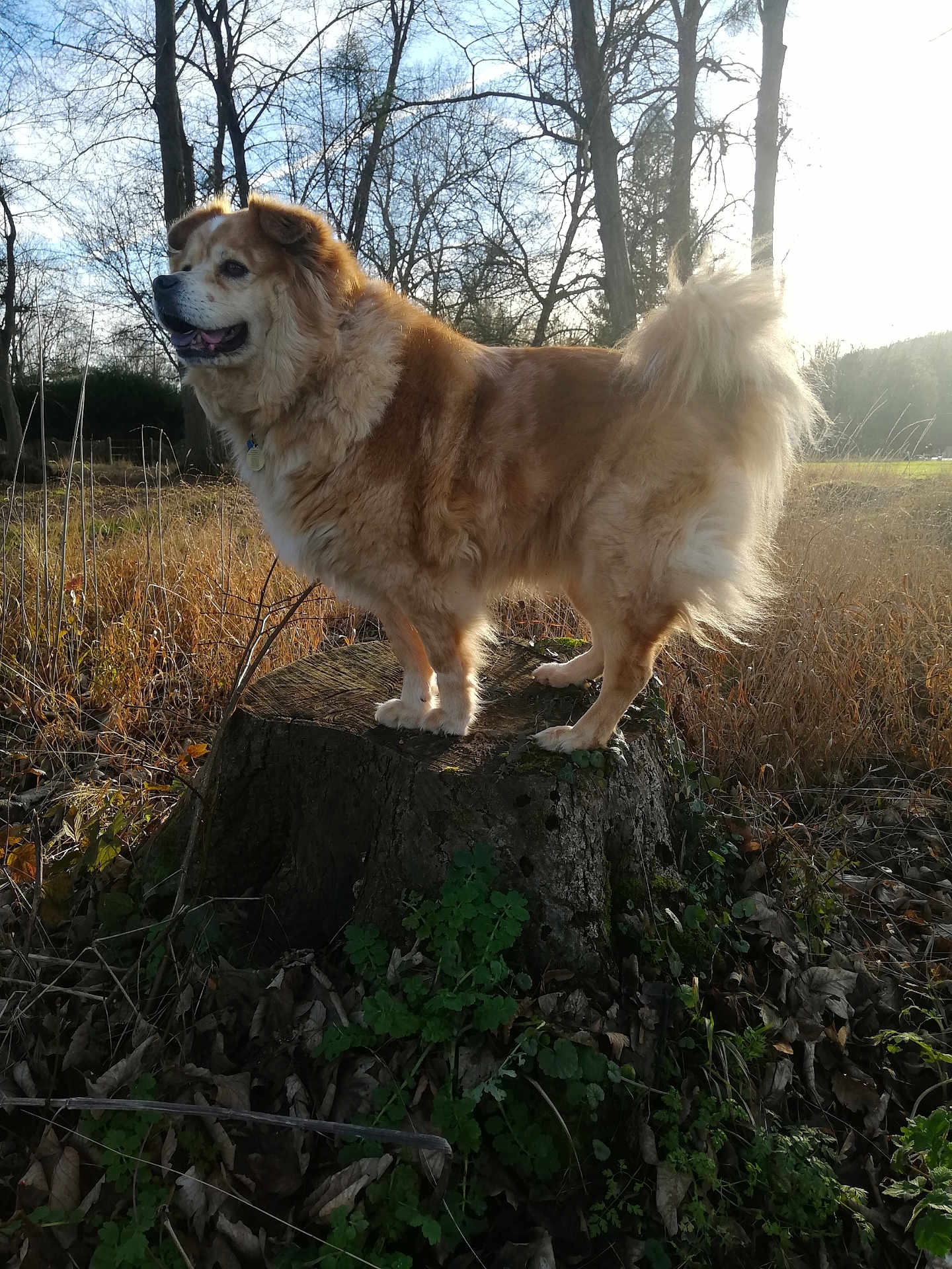 Moonlight a rejoint le concours — aidez-le/la à gagner de superbes lots ! dog, tree_stump, forest, outdoor, nature, sunlight, grass, trees, canine, happy, fur, pet, animal, daylight, standing, brown, fluffy, leaf_litter, wood, landscape