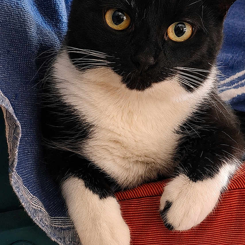 Alina participe au concours pour gagner de l'argent avec cette photo : cat, tuxedo_cat, black_and_white, pet, indoor, chair, towel, relaxed, feline, animal, cute, curious, paws, floor_tiles, domestic, portrait, fur, whiskers, resting, cozy