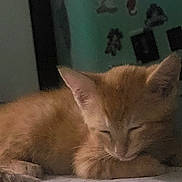 Nala joined the competition — help win amazing prizes! kitten, orange_cat, sleeping, indoor, pet, animal, feline, cute, resting, cozy, young_cat, ears, fur, table, wall, stickers, domestic, quiet, peaceful, closeup