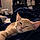 Nala