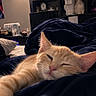 cat, ginger_cat, sleeping, relaxed, blanket, bedroom, plushies, soft_lighting, indoor, furniture, decor, pillow, cozy, feline, pet, resting, home, comfort, cute, animal