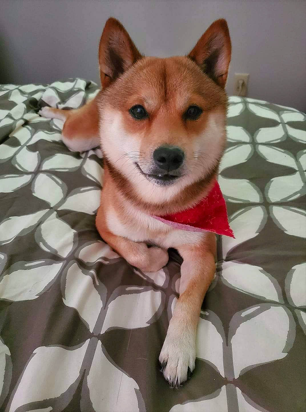 Cuko is registered to the contest to win money with this photo: ancient_dog_breeds, canidae, carnivore, comfort, companion_dog, dingo, dog, dog_breed, dog_supply, fawn, flooring, fur, non_sporting_group, snout, spitz, sporting_group, tail, terrestrial_animal, whiskers, working_animal