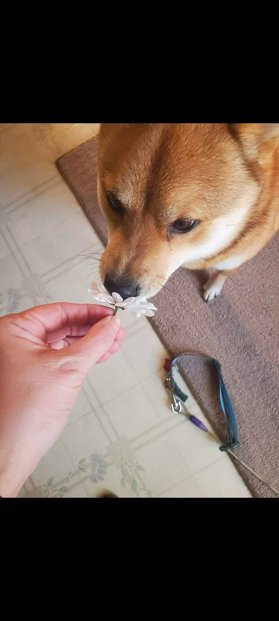 Cuko joined the competition — help win amazing prizes! canidae, carnivore, comfort, companion_dog, dog, dog_breed, fawn, flooring, fur, nail, paw, pet_supply, snout, spitz, sporting_group, tail, watch, whiskers, wood, working_animal