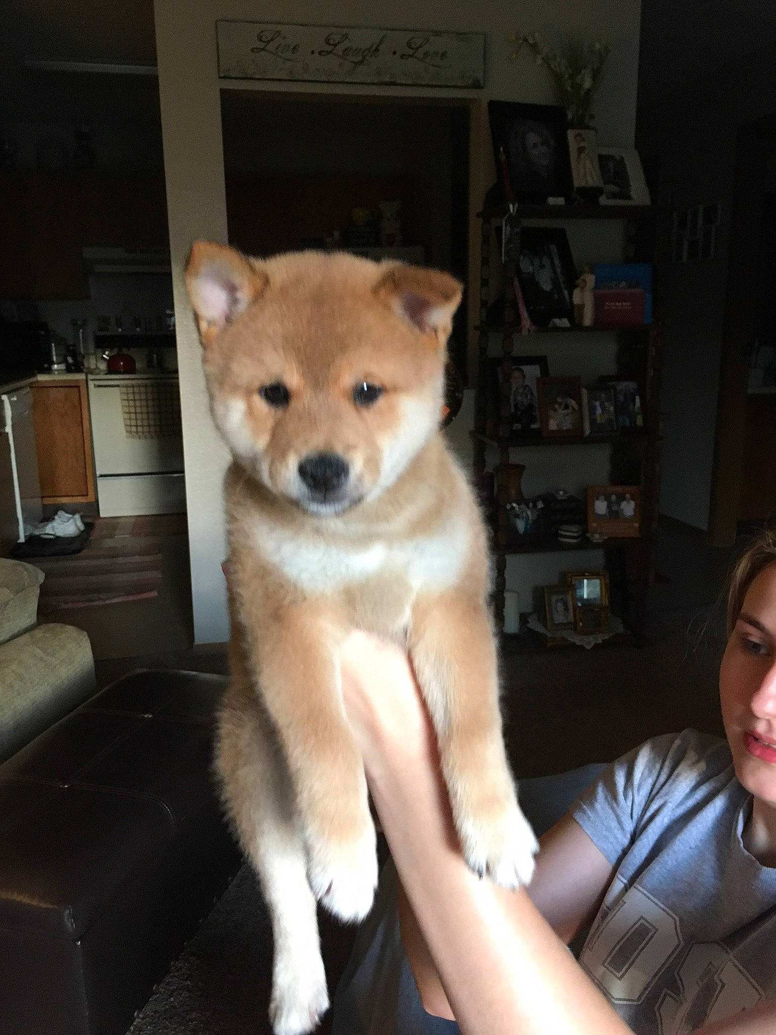 Cuko is registered to the contest to win money with this photo: ancient_dog_breeds, canidae, canis, carnivore, companion_dog, dog, dog_breed, dog_supply, fawn, fur, german_spitz_mittel, non_sporting_group, shelf, sitting, snout, spitz, sporting_group, tail, terrestrial_animal, whiskers