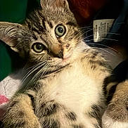 Luna is registered to the contest to win money with this photo: kitten, cat, tabby, feline, close_up, pet, animal, whiskers, fur, paws, lying_down, cute, indoor, young, eyes, portrait, mammal, playful, domestic_cat, relaxed