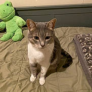 Izzie joined the competition — help win amazing prizes! animal, bed, bedroom, blanket, cat, cozy, cute, domestic_cat, feline, frog, furniture, gray_cat, indoor, pet, plush_toy, quilt, sitting, soft_toy, tail, white_cat