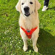 Arlem participe au concours pour gagner de l'argent avec cette photo : animal, canine, cute, daylight, dog, friendly, golden_retriever, grass, greenery, happy, harness, leash, nature, outdoor, person, pet, playful, shoes, standing, sunlight