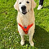 animal, canine, cute, daylight, dog, friendly, golden_retriever, grass, greenery, happy, harness, leash, nature, outdoor, person, pet, playful, shoes, standing, sunlight
