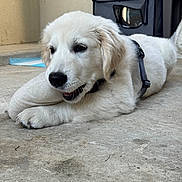 Arlem a rejoint le concours — aidez-le/la à gagner de superbes lots ! puppy, dog, white_dog, lying_down, concrete_floor, cushion, harness, indoor, pet, animal, resting, cute, young_dog, fur, canine, domestic_animal, relaxed, laying, closeup, side_view
