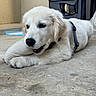 puppy, dog, white_dog, lying_down, concrete_floor, cushion, harness, indoor, pet, animal, resting, cute, young_dog, fur, canine, domestic_animal, relaxed, laying, closeup, side_view