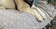 Arlem participe au concours pour gagner de l'argent avec cette photo : animal, bench, calm, cozy, cushion, cute, dog, domestic_animal, fur, golden_retriever, greenery, harness, outdoor, patterned_fabric, pet, plant, puppy, relaxed, resting, young