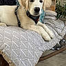 Arlem participe au concours pour gagner de l'argent avec cette photo : dog, puppy, golden_retriever, cushion, patterned_fabric, harness, outdoor, bench, plant, greenery, relaxed, pet, fur, animal, resting, cute, young, domestic_animal, calm, cozy