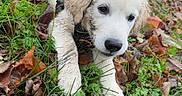 Arlem a rejoint le concours — aidez-le/la à gagner de superbes lots ! puppy, dog, muddy, grass, leaves, autumn, outdoor, nature, cute, animal, pet, ground, playful, young, fur, fall, canine, closeup, small, leaf_litter