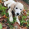puppy, dog, muddy, grass, leaves, autumn, outdoor, nature, cute, animal, pet, ground, playful, young, fur, fall, canine, closeup, small, leaf_litter