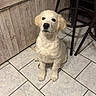 Arlem a rejoint le concours — aidez-le/la à gagner de superbes lots ! puppy, dog, golden_retriever, indoor, tile_floor, kitchen, wooden_cabinet, bar_stool, pet, cute, young_dog, sitting, looking_up, furry, domestic_animal, flooring, tile, home, animal, companion