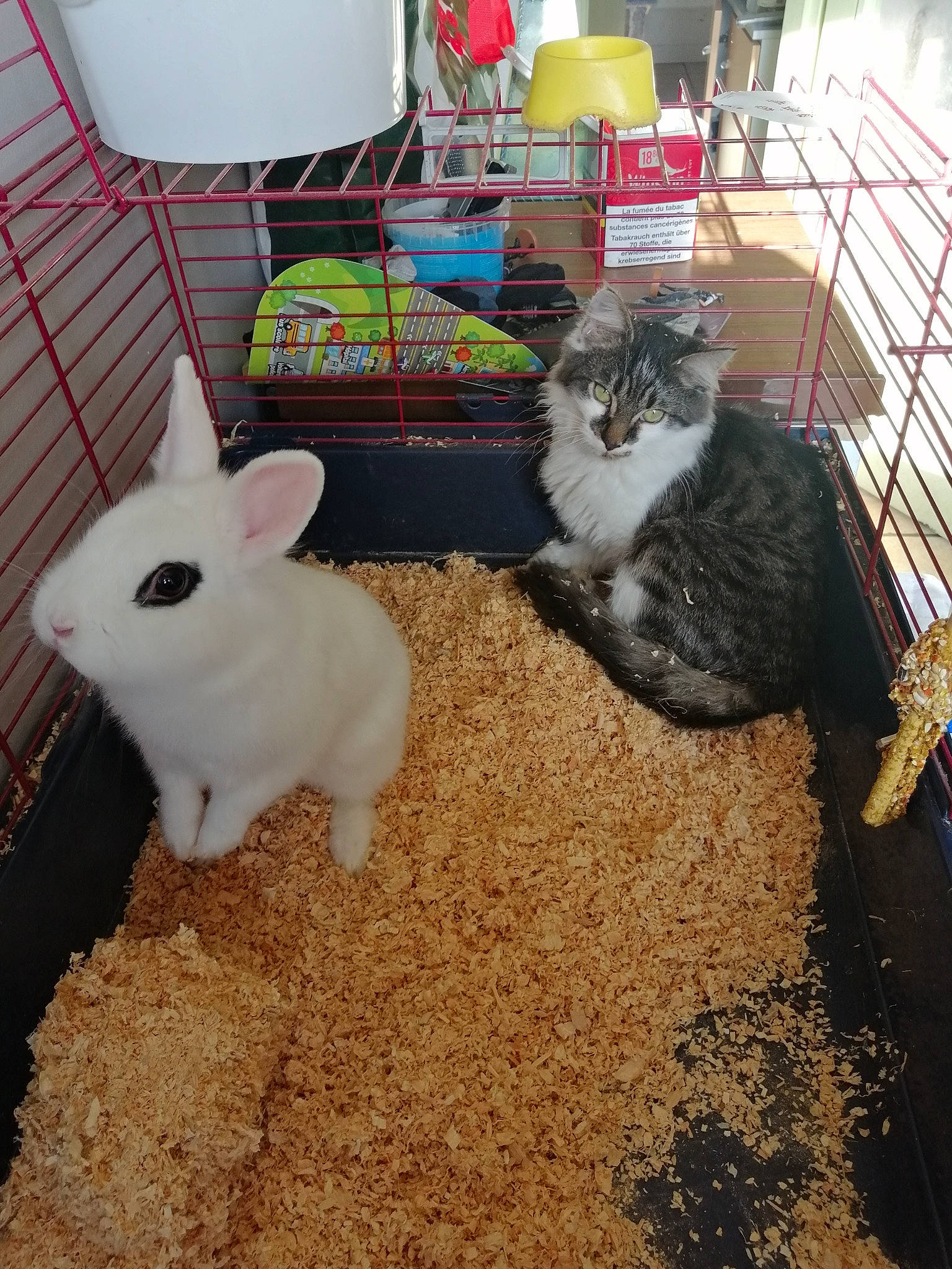 Manouchka a rejoint le concours — aidez-le/la à gagner de superbes lots ! bookcase, canidae, cat, domestic_rabbit, domestic_short_haired_cat, ear, fawn, felidae, flooring, fur, grass, hare, rabbit, rabbits_and_hares, small_to_medium_sized_cats, snout, tail, terrestrial_animal, whiskers, wood