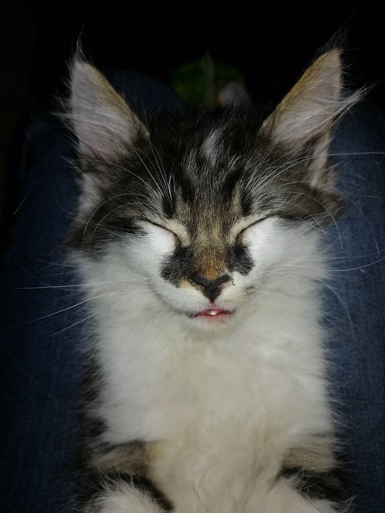 Manouchka participe au concours pour gagner de l'argent avec cette photo : carnivore, cat, claw, domestic_short_haired_cat, felidae, fur, iris, paw, plant, small_to_medium_sized_cats, snout, tail, terrestrial_animal, tree, whiskers