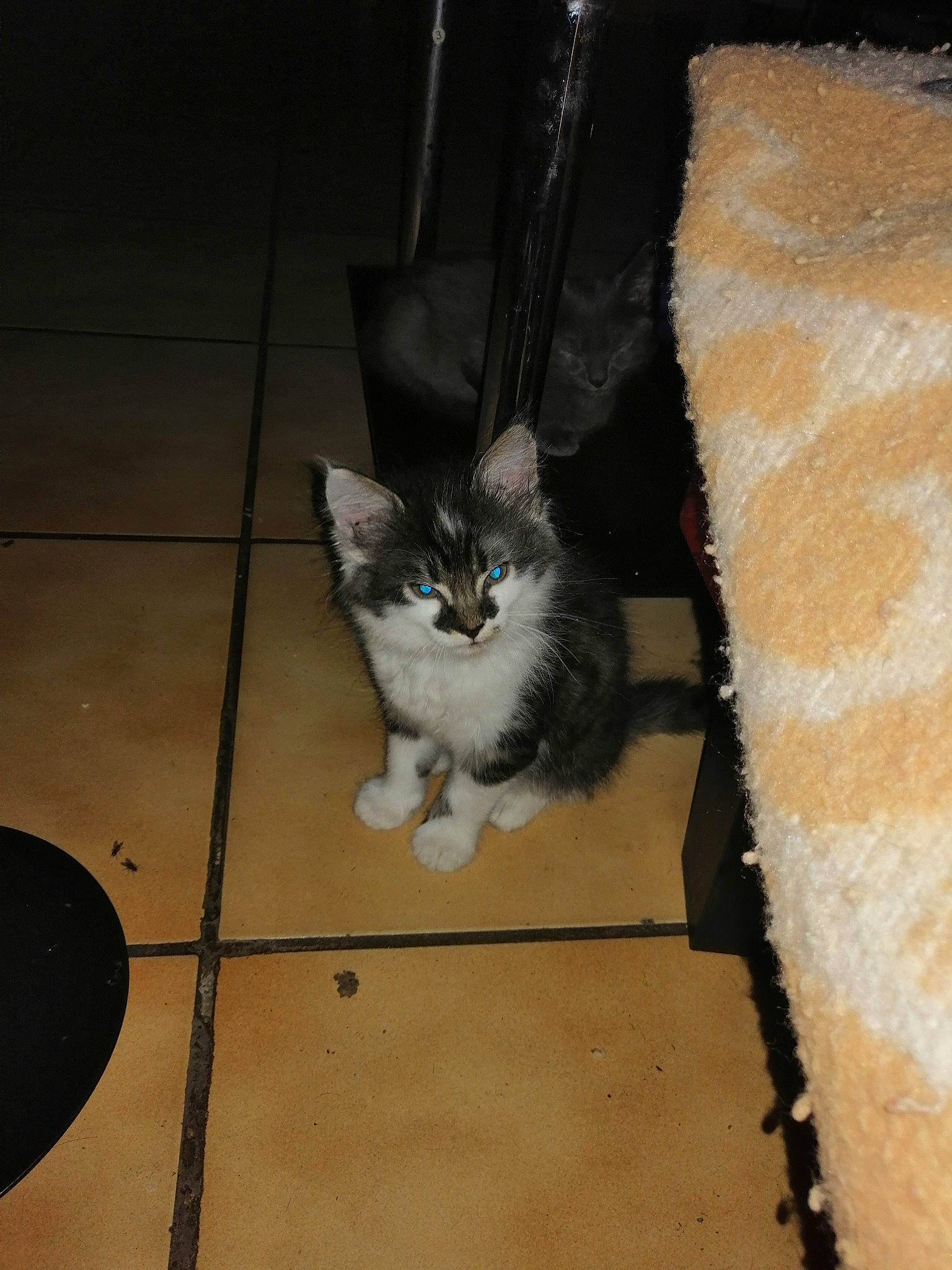 Manouchka participe au concours pour gagner de l'argent avec cette photo : carnivore, cat, concrete, domestic_short_haired_cat, door, felidae, floor, flooring, fur, grey, hardwood, paw, road_surface, shadow, sitting, small_to_medium_sized_cats, snout, tail, whiskers, wood