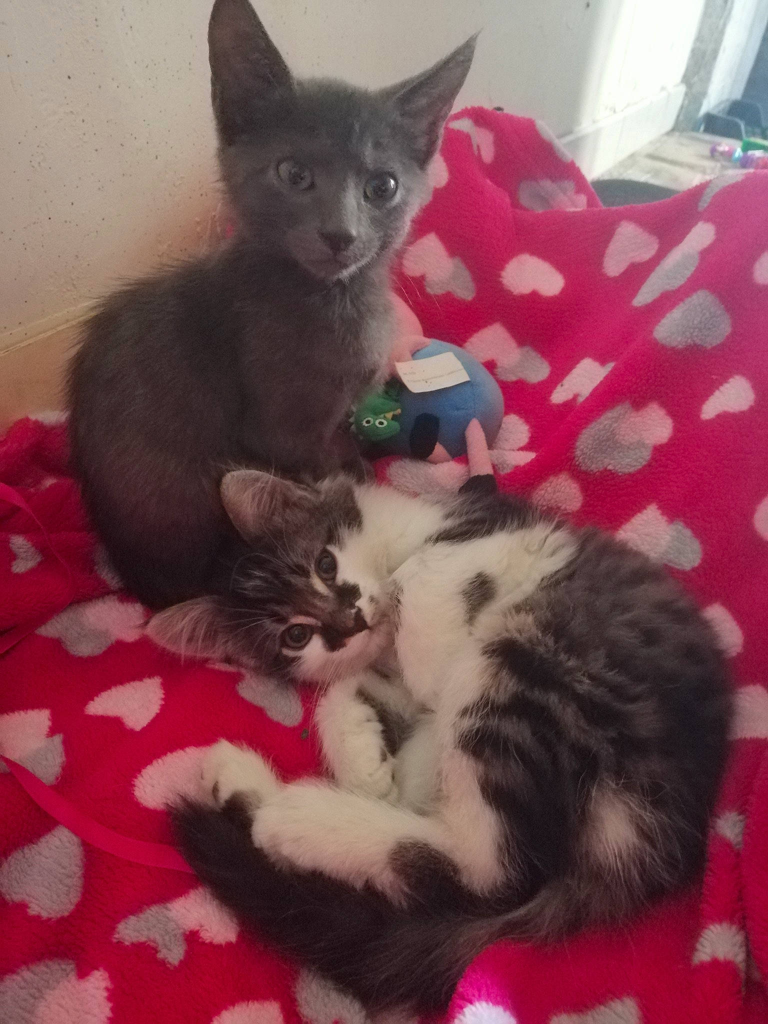 Manouchka participe au concours pour gagner de l'argent avec cette photo : bed, carnivore, cat, cat_supply, claw, comfort, companion_dog, domestic_short_haired_cat, felidae, fur, lap, mammal, paw, room, small_to_medium_sized_cats, snout, tail, vertebrate, whiskers