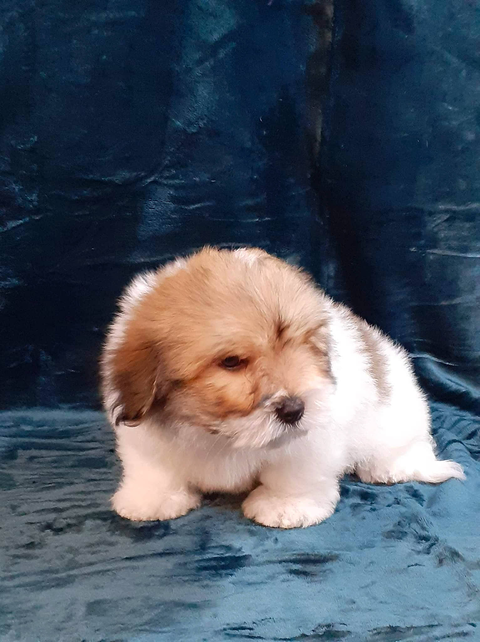 Cookies participe au concours pour gagner de l'argent avec cette photo : canidae, carnivore, companion_dog, dog, dog_breed, fawn, fur, liver, maltepoo, puppy, puppy_love, small_terrier, snout, sporting_group, terrestrial_animal, terrier, toy_dog, whiskers, wood, working_animal