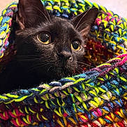 Salem Justice joined the competition — help win amazing prizes! cat, black_cat, animal, pet, knitted_blanket, colorful, close_up, face, eyes, ears, cozy, indoor, curious, fur, whiskers, texture, wool, warm, portrait, resting