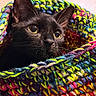 cat, black_cat, animal, pet, knitted_blanket, colorful, close_up, face, eyes, ears, cozy, indoor, curious, fur, whiskers, texture, wool, warm, portrait, resting