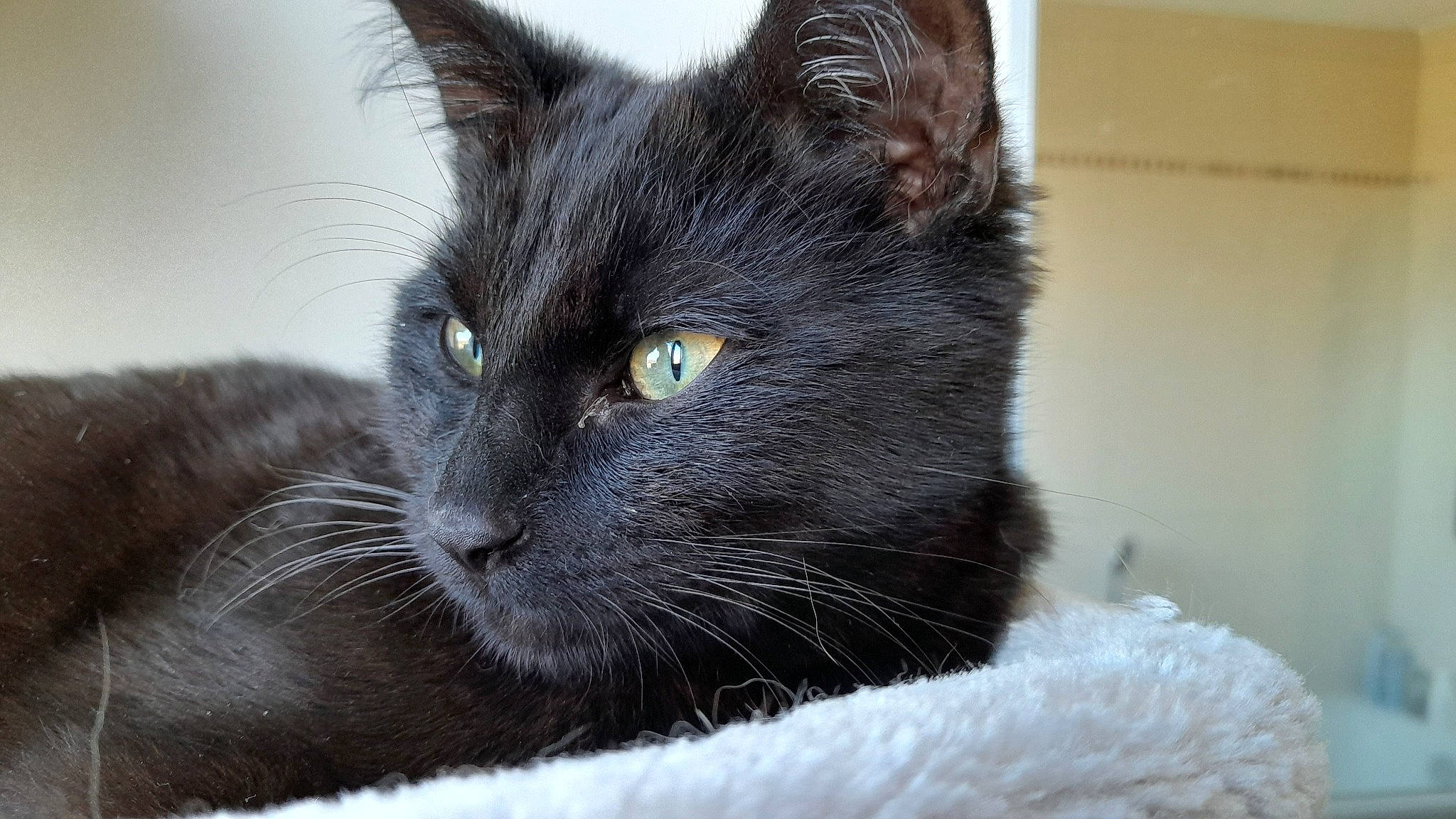 Réglisse a rejoint le concours — aidez-le/la à gagner de superbes lots ! black_cat, carnivore, cat, domestic_short_haired_cat, eye, felidae, fur, grey, small_to_medium_sized_cats, snout, terrestrial_animal, whiskers, window