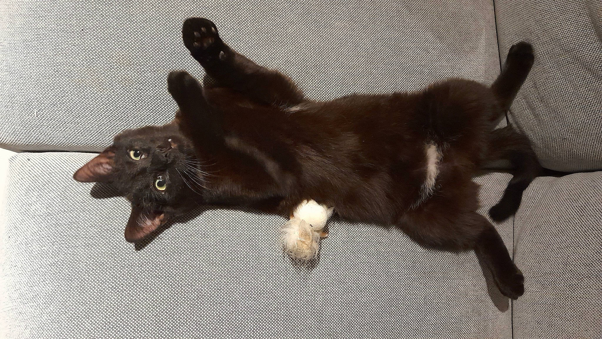 Réglisse participe au concours pour gagner de l'argent avec cette photo : black_cat, canidae, carnivore, cat, claw, companion_dog, dog, dog_breed, felidae, flooring, fur, gesture, liver, pet_supply, small_to_medium_sized_cats, snout, sporting_group, tail, terrestrial_animal, whiskers