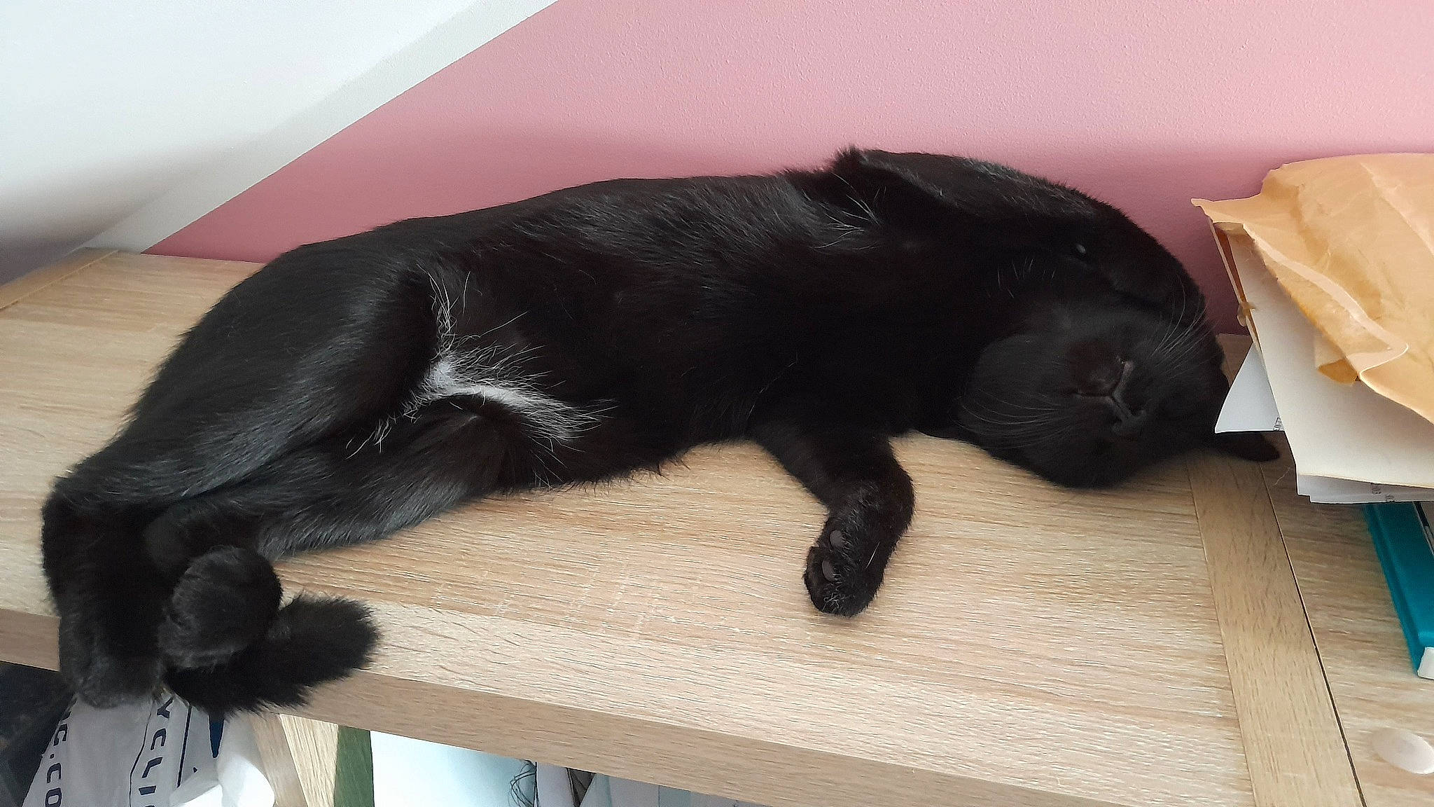 Réglisse participe au concours pour gagner de l'argent avec cette photo : black_cat, bombay, borador, carnivore, cat, claw, comfort, companion_dog, dog_breed, felidae, flooring, fur, hardwood, liver, small_to_medium_sized_cats, table, tail, terrestrial_animal, whiskers, wood