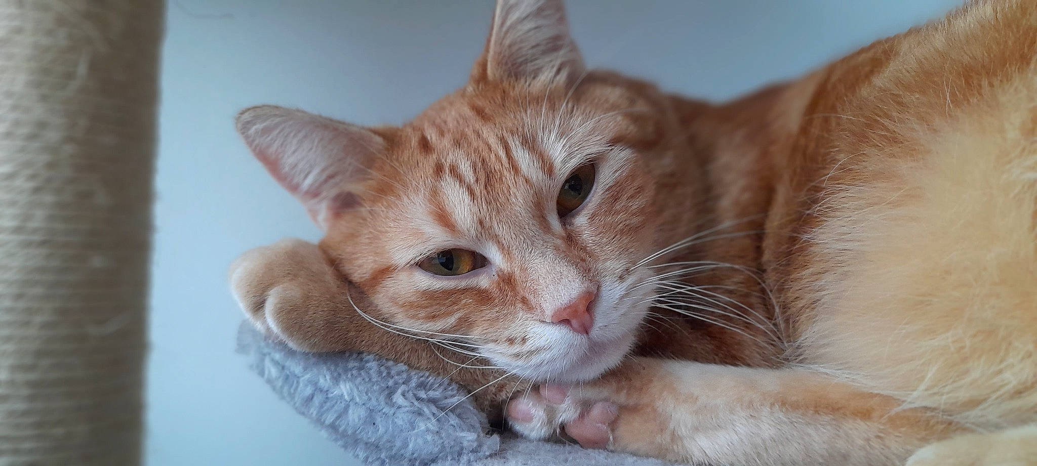 Jax participe au concours pour gagner de l'argent avec cette photo : carnivore, cat, cat_supply, claw, comfort, domestic_short_haired_cat, ear, eye, fawn, felidae, fur, iris, paw, pet_supply, small_to_medium_sized_cats, snout, tail, whiskers, window