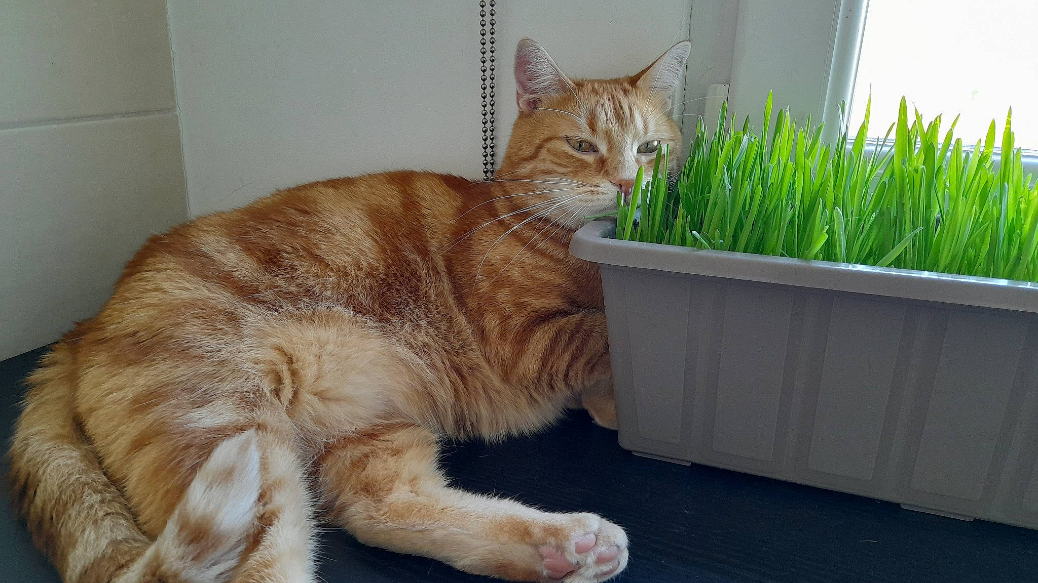 Jax a rejoint le concours — aidez-le/la à gagner de superbes lots ! carnivore, cat, claw, comfort, domestic_short_haired_cat, fawn, felidae, flooring, flowerpot, fur, grass, herb, houseplant, paw, plant, small_to_medium_sized_cats, snout, tail, whiskers, window