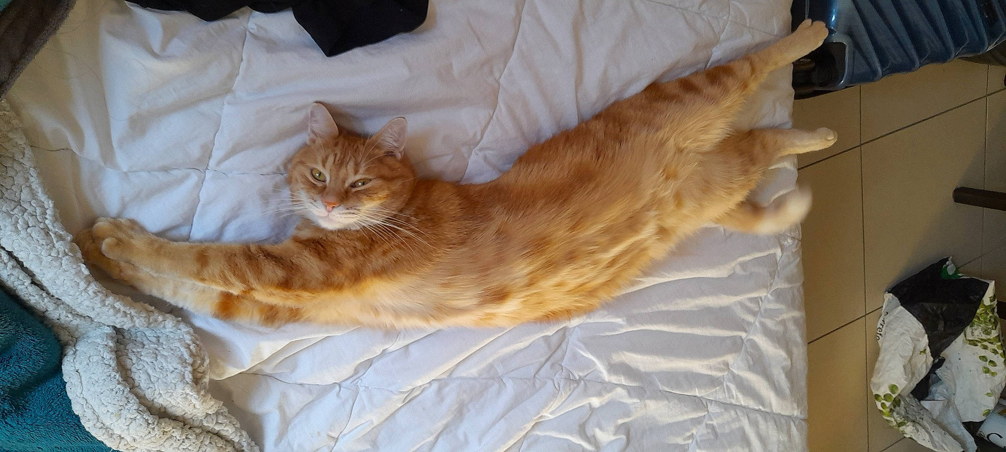 Jax a rejoint le concours — aidez-le/la à gagner de superbes lots ! bed, bedding, carnivore, cat, cat_bed, claw, comfort, domestic_short_haired_cat, fawn, felidae, fur, linens, mammal, paw, small_to_medium_sized_cats, tail, tree, vertebrate, whiskers, wood