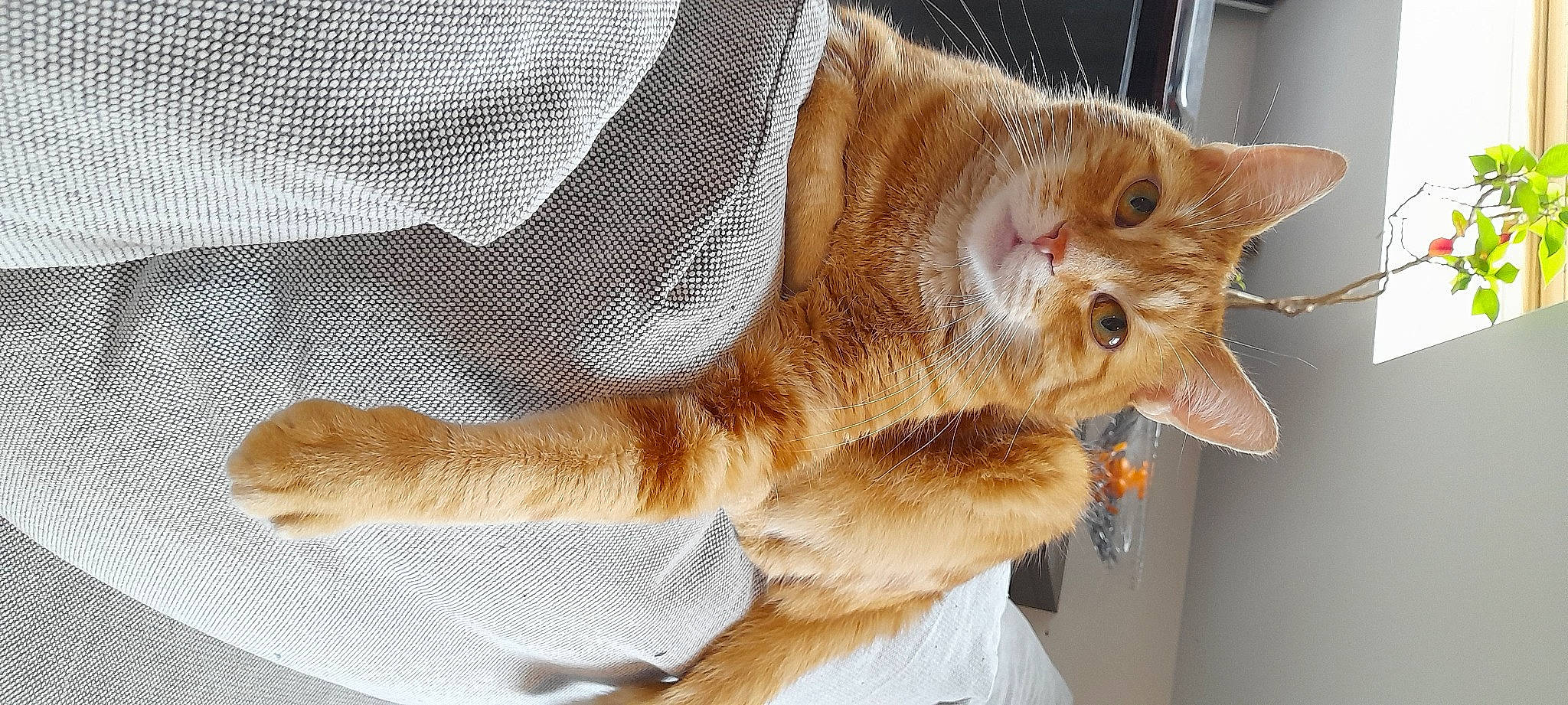 Jax participe au concours pour gagner de l'argent avec cette photo : animal_shelter, carnivore, cat, cat_supply, claw, domestic_short_haired_cat, eye, fawn, felidae, fur, paw, small_to_medium_sized_cats, snout, tail, whiskers, window, wood